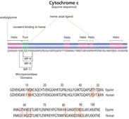 Cytochrome c from equine heart ≥95% (SDS-PAGE)
