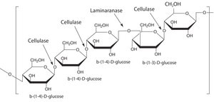 Driselase™ from Basidiomycetes sp. powder, Protein ≥10 % by biuret