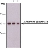 Anti-Glutamine Synthetase antibody produced in rabbit IgG fraction of antiserum, buffered aqueous solution