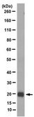 Anti-Pro-Atrial Natriuretic Peptide Antibody, clone 11E3.9 clone 11E3.9, from mouse
