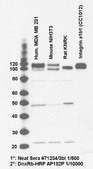 Anti-Integrin beta1 Antibody, Cytosolic serum, Chemicon®