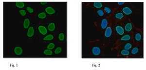 Anti-Histone H3 Antibody 0.5 mg/mL, Upstate®