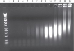 GenomePlex® コンプリート全ゲノム増幅(WGA)キット Optimized kit with enzyme for amplifying a variety of DNA including FFPE tissue