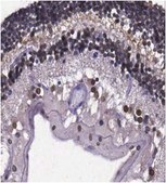 Anti-RanBP2 Antibody from rabbit, purified by affinity chromatography