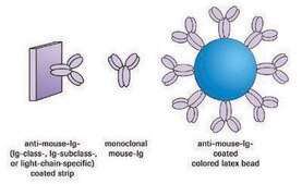 IsoStrip™ Mouse Monoclonal Antibody Isotyping Kit sufficient for 10 tests