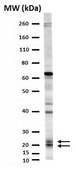 Anti-Prosurfactant Protein C (proSP-C) Antibody serum, Chemicon®