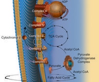 Acetyl coenzyme A trisodium salt ≥93% (HPLC), powder
