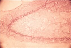 Anti-Glutamate Receptor NMDAR1 (NR1) antibody produced in rabbit affinity isolated antibody, buffered aqueous solution
