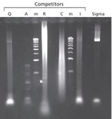 JumpStart™ Taq DNA Polymerase with MgCl2