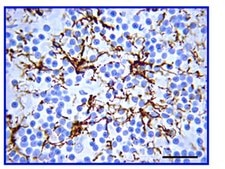 Anti-Glial Fibrillary Acidic Protein (GFAP) Antibody serum, Chemicon®