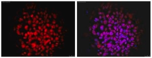Anti-Nuclei Antibody, clone 235-1, Cy3 conjugate clone 235-1, from mouse, CY3 conjugate