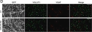 Anti-Vesicular Glutamate Transporter 1 Antibody clone 3C10.2, Chemicon®, from mouse