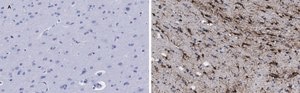Anti-GFAP Antibody, clone 2E8, ZooMAb® Rabbit Monoclonal recombinant, expressed in HEK 293 cells