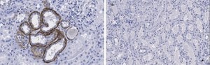抗Kras抗体、クローン2J13、ZooMAb® ウサギモノクローナル recombinant, expressed in HEK 293 cells