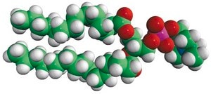 14:0-16:0 PC 1-myristoyl-2-palmitoyl-sn-glycero-3-phosphocholine, powder