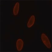 モノクローナル抗-ラミンA/C マウス宿主抗体 clone 4C11, purified from hybridoma cell culture