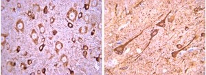 Anti-Tbr2 Antibody from rabbit, purified by affinity chromatography