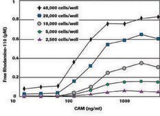 Homogeneous Caspases Assay, fluorimetric