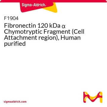Fibronectin 120 kDa α Chymotryptic Fragment (Cell Attachment region), Human purified