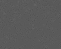 J774A.1 Cell Line from mouse NOTE: Both the cell line and DNA from the cell line may be available for this product. Please choose -1VL or VIAL for cells, or -DNA-5UG for DNA, 91051511, mouse blood, Not specified