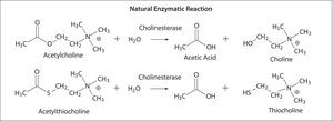 アセチルコリンエステラーゼ ヒト recombinant, expressed in HEK 293 cells, lyophilized powder, ≥1,000 units/mg protein (BCA)