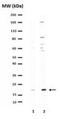 Anti-Caspase 3 Antibody, active (cleaved) form Chemicon®, from rabbit