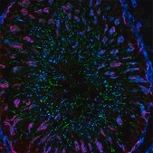 Anti-Mouse IgG (H+L), CF™ 488A antibody produced in goat ~2 mg/mL, affinity isolated antibody