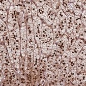 Anti-TRMT112 antibody produced in rabbit Prestige Antibodies® Powered by Atlas Antibodies, affinity isolated antibody, buffered aqueous glycerol solution