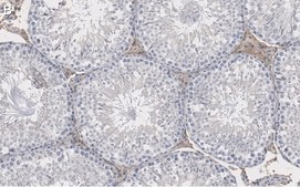 Anti-Actin Antibody, clone C4 ZooMAb® Mouse Monoclonal recombinant, expressed in HEK 293 cells