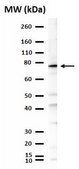 Anti-Tbr1 Antibody from rabbit, purified by affinity chromatography