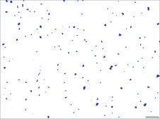 Crystal Violet Solution