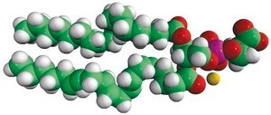 18:0-20:4 PS 1-stearoyl-2-arachidonoyl-sn-glycero-3-phospho-L-serine (sodium salt), chloroform