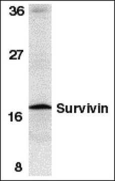 Anti-Survivin Antibody Chemicon®, from rabbit