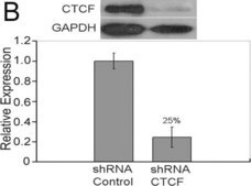 抗CTCF抗体 serum, Upstate&#174;
