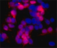 モノクロナール抗c-Myc マウス宿主抗体 clone 9E10, ascites fluid