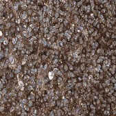 Anti-PTPRZ1 antibody produced in rabbit Prestige Antibodies® Powered by Atlas Antibodies, affinity isolated antibody, buffered aqueous glycerol solution