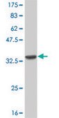 Monoclonal Anti-CNR2 antibody produced in mouse clone 3C7, purified immunoglobulin, buffered aqueous solution