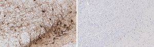 Anti-Tyrosine Hydroxylase Antibody, clone 2/40/15 ZooMAb® Mouse Monoclonal recombinant, expressed in HEK 293 cells