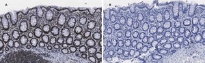 Anti-trimethyl-Histone H3 (Lys4) Antibody, clone MC315, ZooMAb® Rabbit Monoclonal recombinant, expressed in HEK 293 cells