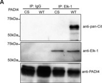 Normal Rabbit IgG Normal Rabbit IgG Polyclonal Antibody control validated for use in Immunoprecipitation &amp; Western Blotting.