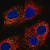 Anti-MICU1 antibody produced in rabbit Prestige Antibodies® Powered by Atlas Antibodies, affinity isolated antibody