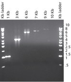 JumpStart™ Taq DNA Polymerase with MgCl2
