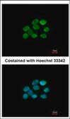 Anti-TRIM28 antibody produced in rabbit