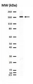 Anti-NR2B Antibody Upstate®, from rabbit