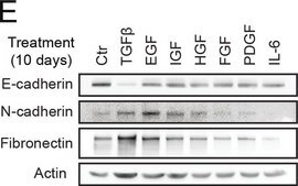 Anti-Fibronectin antibody produced in rabbit affinity isolated antibody, buffered aqueous solution