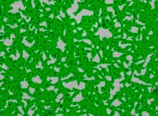 OSUMMER.6 Mouse NRAS-Mutant Melanoma Cell Line