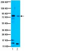 Anti-Notch 1 Antibody, NT serum, from rabbit