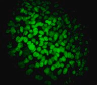 Fluorescent Human ES/iPS Cell Characterization Kit This Fluorescent Human ES/iPS Cell Characterization Kit contains a range of sensitive tools for the phenotypic assessment of the pluripotent status of human Embryonic stem &amp; induced pluripotent Stem cells.