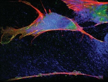 Monoclonal Anti-Vinculin antibody produced in mouse clone hVIN-1, ascites fluid