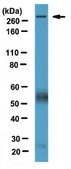 Anti-CELSR1 Antibody from rabbit, purified by affinity chromatography